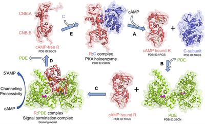 Impaired cAMP processivity by phosphodiesterase-protein kinase A complexes in acrodysostosis